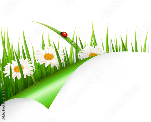 Vector: Spring background with flowers, grass and a ladybug. Vector. Spring background with flowers, grass and a ladybug. Vector.
