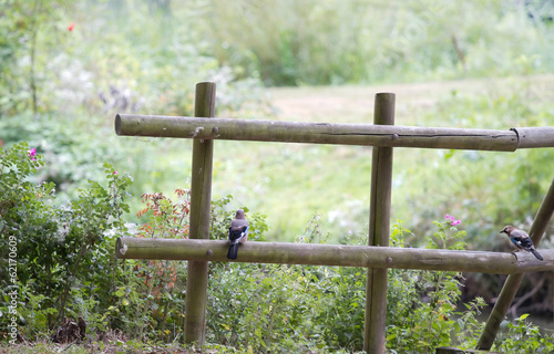 Photo: Wooden fence with Eurasian Jay or Garrulus glandarius Wooden fence with Eurasian Jay or Garrulus glandarius
