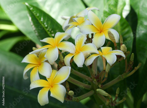 Photo: Plumeria Alba Tree Blossoms Plumeria Alba Tree Blossoms