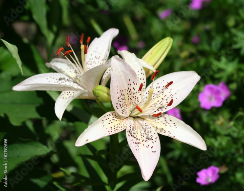 Photo: Beautiful Asiatic Lily Flowers Beautiful Asiatic Lily Flowers