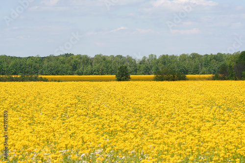 Photo: Canola Field Canola Field