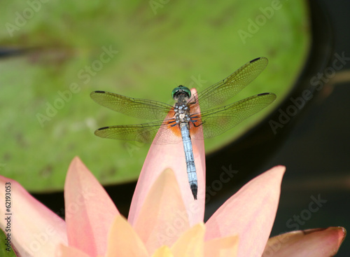 Photo: Close up of a Dragonfly on Pink Waterlily Close up of a Dragonfly on Pink Waterlily