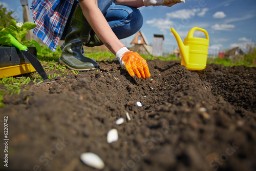 Photo: Sowing in row Sowing in row