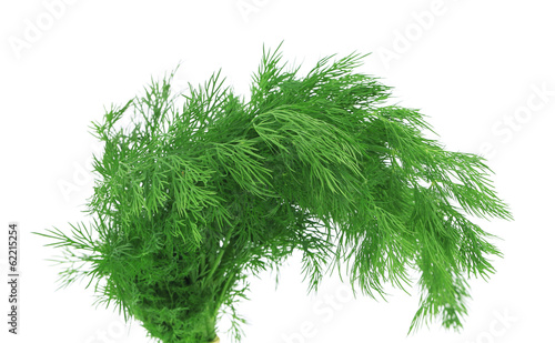 Photo: Bunch fresh dill herb. Bunch fresh dill herb.