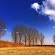 Seven trees Seven trees