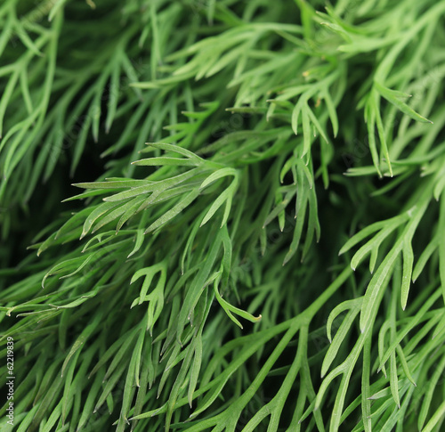 Photo: Texture of fresh dill herb close up. Texture of fresh dill herb close up.