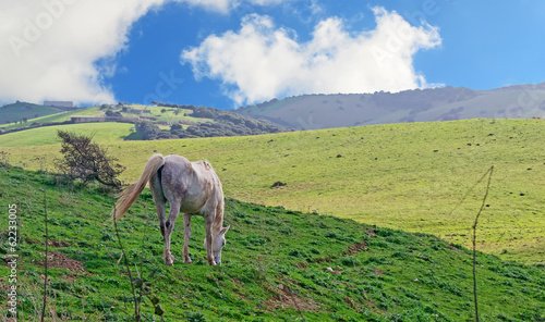 Photo: white horse white horse