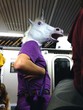 horse in the subway horse in the subway