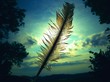 feather against the sunlight feather against the sunlight