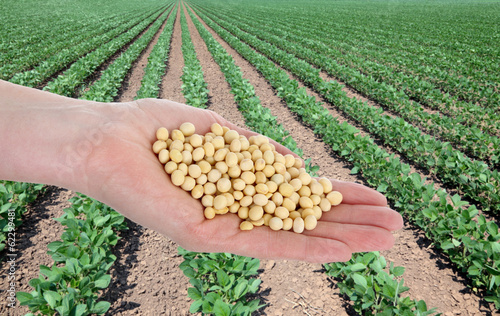 Photo: Agriculture concept, hand holding soybean and soy field Agriculture concept, hand holding soybean and soy field