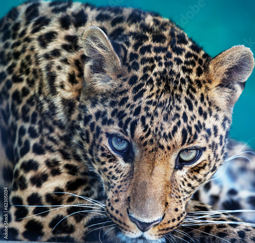 Leopard - 62305034