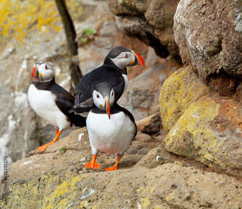 Photo: Puffin Puffin