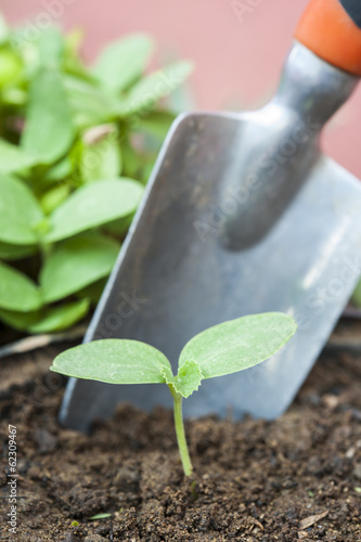 Photo: Young Plant Sprout Young Plant Sprout
