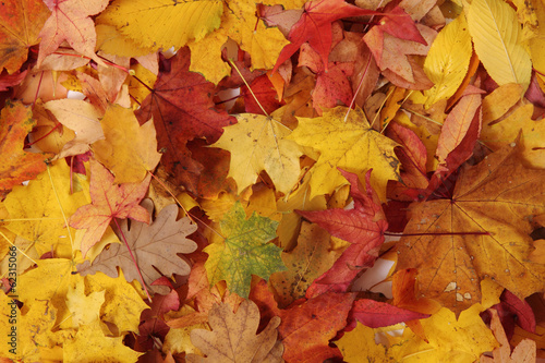 Photo: autumn leaves background autumn leaves background
