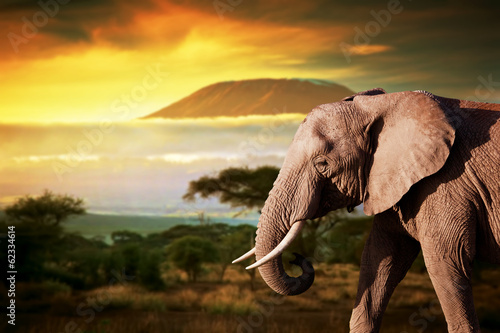  Elephant on savanna. Mount Kilimanjaro at sunset. Safari