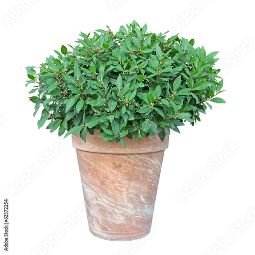 Photo: laurier thym taillé en pot laurier thym taillé en pot
