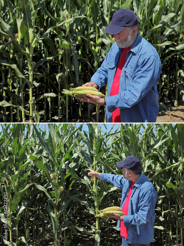 Photo: Agronomist examine corn cob and field Agronomist examine corn cob and field