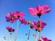 cosmos flowers in pink cosmos flowers in pink