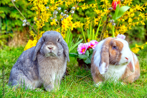 Photo: Osterhasen sitzen im Garten vor Blumen Osterhasen sitzen im Garten vor Blumen