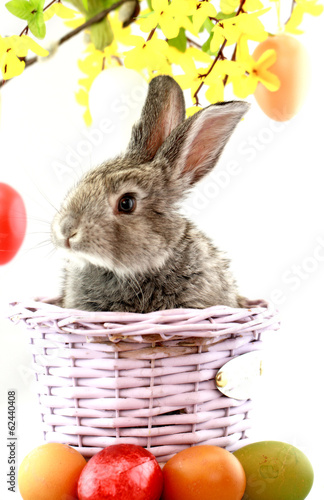 Photo: Gray rabbit Gray rabbit
