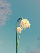 spring flower spring flower