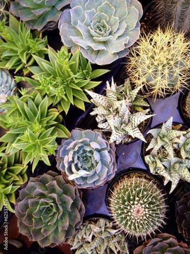 Instant Collection: Selection of interesting succulent plants at the market. Selection of interesting succulent plants at the market.