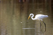 airone bianco maggiore egretta alba ardeide uccello di palude airone bianco maggiore egretta alba ardeide uccello di palude