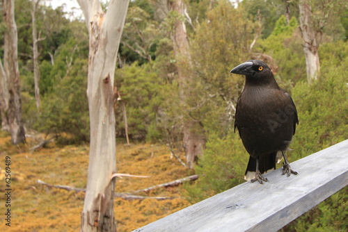 Photo: Black Currawong (Strepera Fuliginosa) Black Currawong (Strepera Fuliginosa)