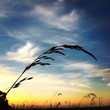 Gras im Sonnenuntergang Gras im Sonnenuntergang
