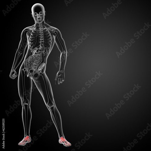 Illustration: 3d render x-ray of foot - front 3d render x-ray of foot - front