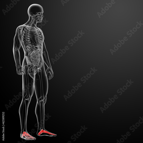 Illustration: 3d render x-ray of foot - side view 3d render x-ray of foot - side view