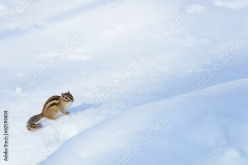 Photo: 雪原に立つエゾシマリス 雪原に立つエゾシマリス