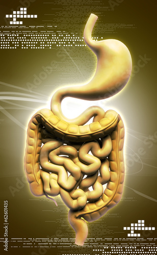 Illustration: human digestive system human digestive system