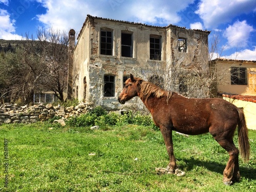 Instant Collection: At ve Eski Ev At ve Eski Ev