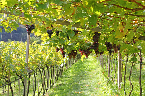 Photo: Ripe red wine Grapes in Trentino-Alto Adige, Italy Ripe red wine Grapes in Trentino-Alto Adige, Italy