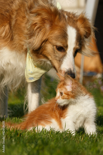 Photo: Collie schnuppert an Kätzchen Collie schnuppert an Kätzchen