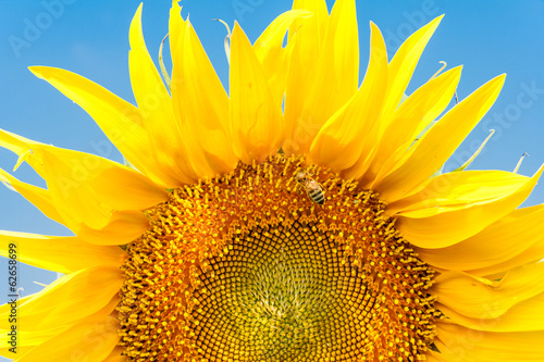 Photo: Sunflower and bee on a background of blue sky Sunflower and bee on a background of blue sky