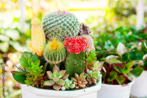 Photo: Tabletop cactus garden Tabletop cactus garden