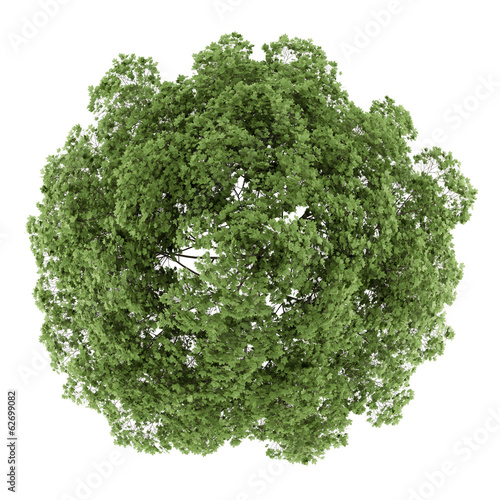 Illustration: top view of common maple tree isolated on white background top view of common maple tree isolated on white background
