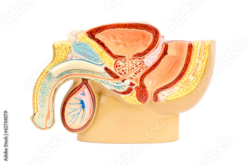Photo: Male genital anatomy Male genital anatomy