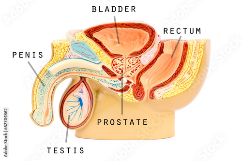 Photo: Male genital anatomy Male genital anatomy