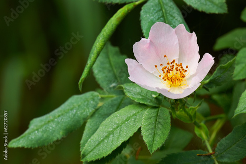 Photo: Rosa canina wildflower Rosa canina wildflower