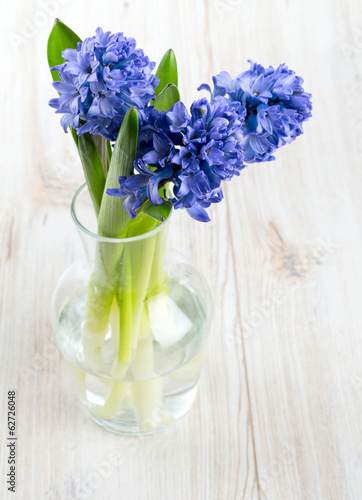 Photo: blue hyacinth in a glass vase on wooden surface blue hyacinth in a glass vase on wooden surface