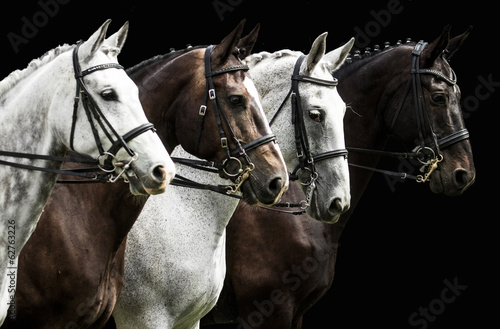 Fototapeta Four horses in dressage competition isolated on black