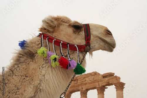 Photo: White Camel at the Palmyra Ruins White Camel at the Palmyra Ruins