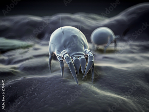 Illustration: medical illustration - a typical house dust mite medical illustration - a typical house dust mite