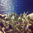 Cactus near the blue sea Cactus near the blue sea
