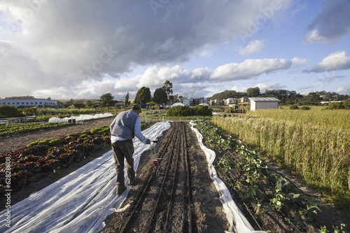 Photo: A man working in the fields at the social care and work project, the Homeless Garden Project in Santa Cruz. Sowing seed in the ploughed furrows. A man working in the fields at the social care and work project, the Homeless Garden Project in Santa Cruz. Sowing seed in the ploughed furrows.