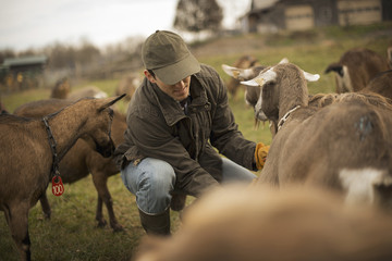 Photo: A small organic dairy farm with a mixed herd of cows and goats. Farmer working and tending to the animals. A small organic dairy farm with a mixed herd of cows and goats. Farmer working and tending to the animals.