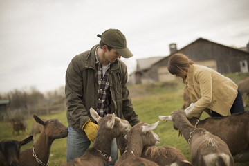 Photo: A small organic dairy farm with a mixed herd of cows and goats. Farmer working and tending to the animals. A small organic dairy farm with a mixed herd of cows and goats. Farmer working and tending to the animals.
